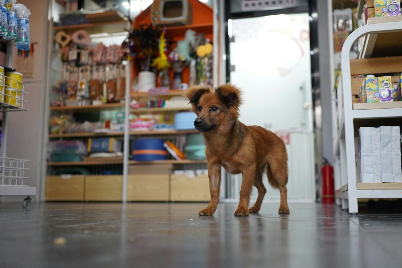 How Monster Pets Eliminated Six-Figure Placement Fees and Cut 14–20 Days Off Inbound With ZonPrep